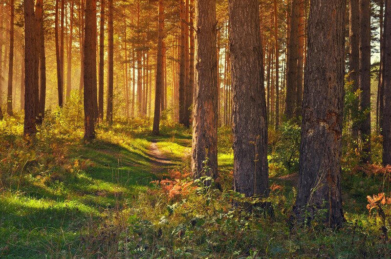 Sunlit Pine Forest Path — Green, Serene