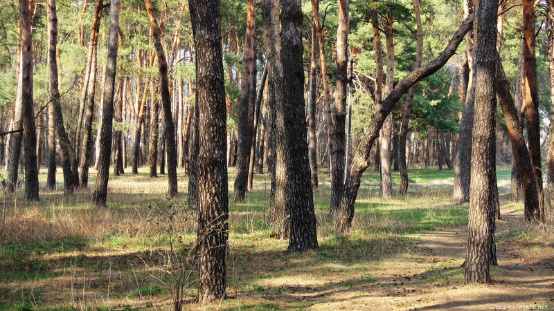 Sunlit pine forest path