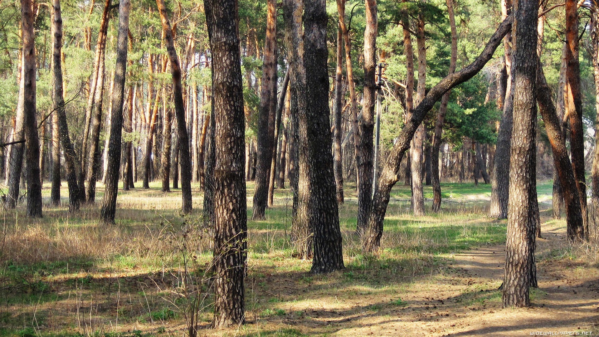 Sunlit pine forest path