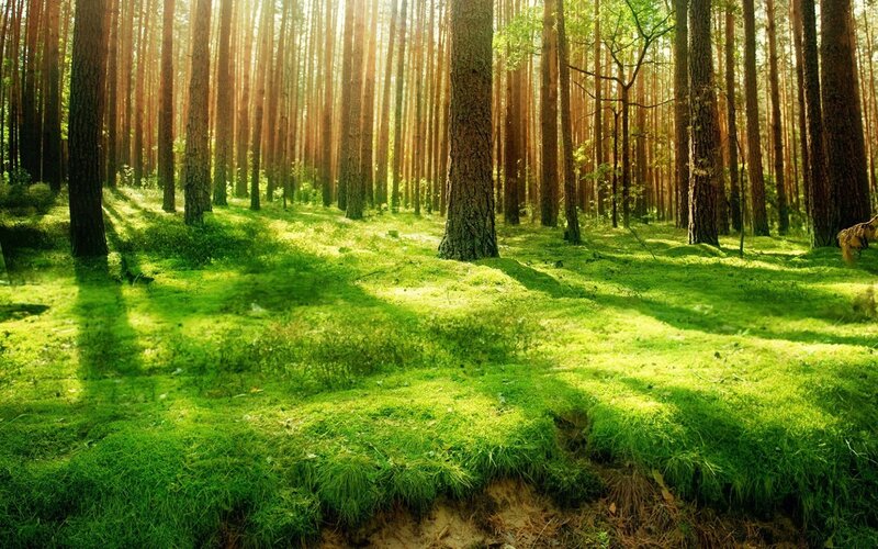 Sunlit Pine Forest — Photograph