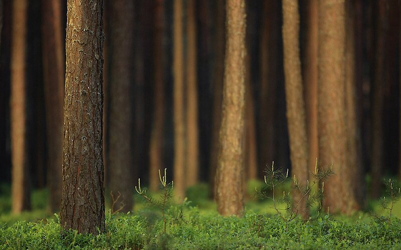 Sunlit pine forest scene