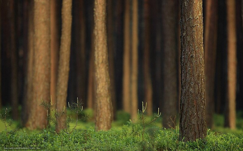 Sunlit pine forest scene