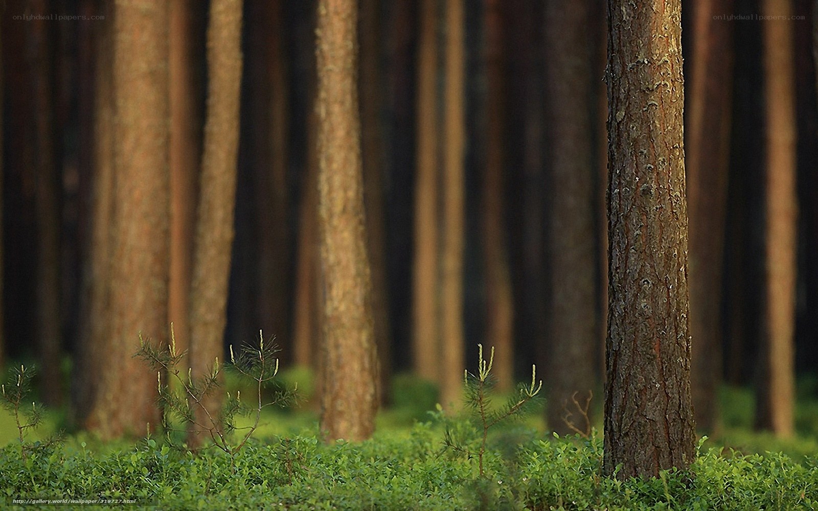 Sunlit pine forest scene