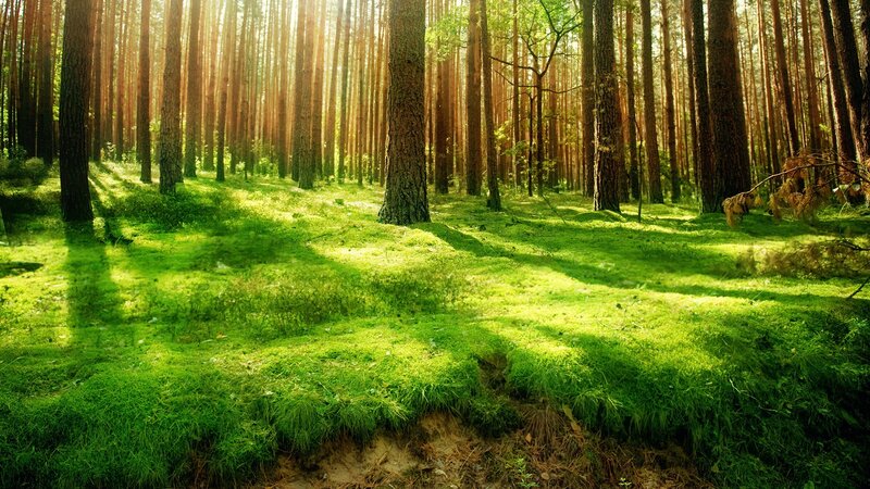 Sunlit Pine Forest — Serene