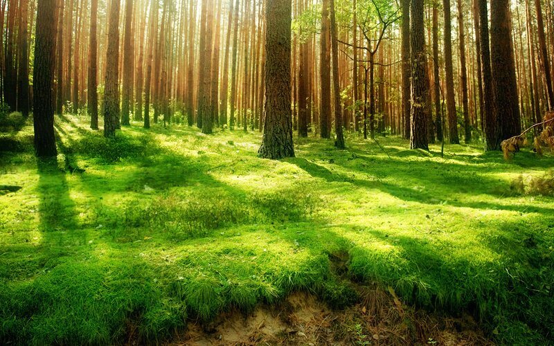 Sunlit Pine Forest — Trees