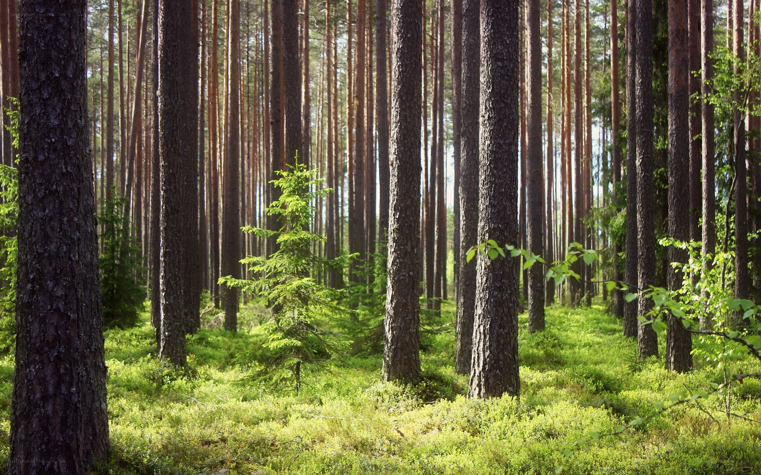Sunlit pine forest