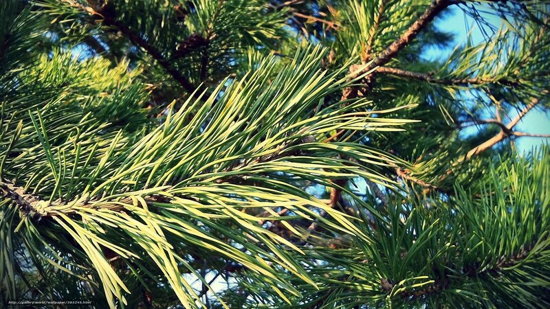 Sunlit pine needles against blue sky