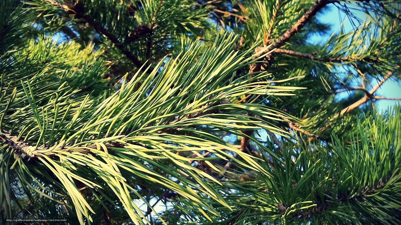 Sunlit pine needles against blue sky