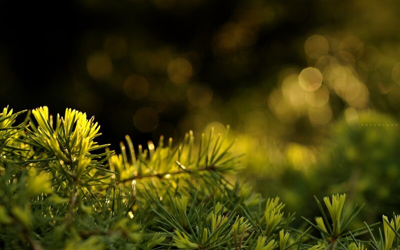 Sunlit pine needles in soft focus