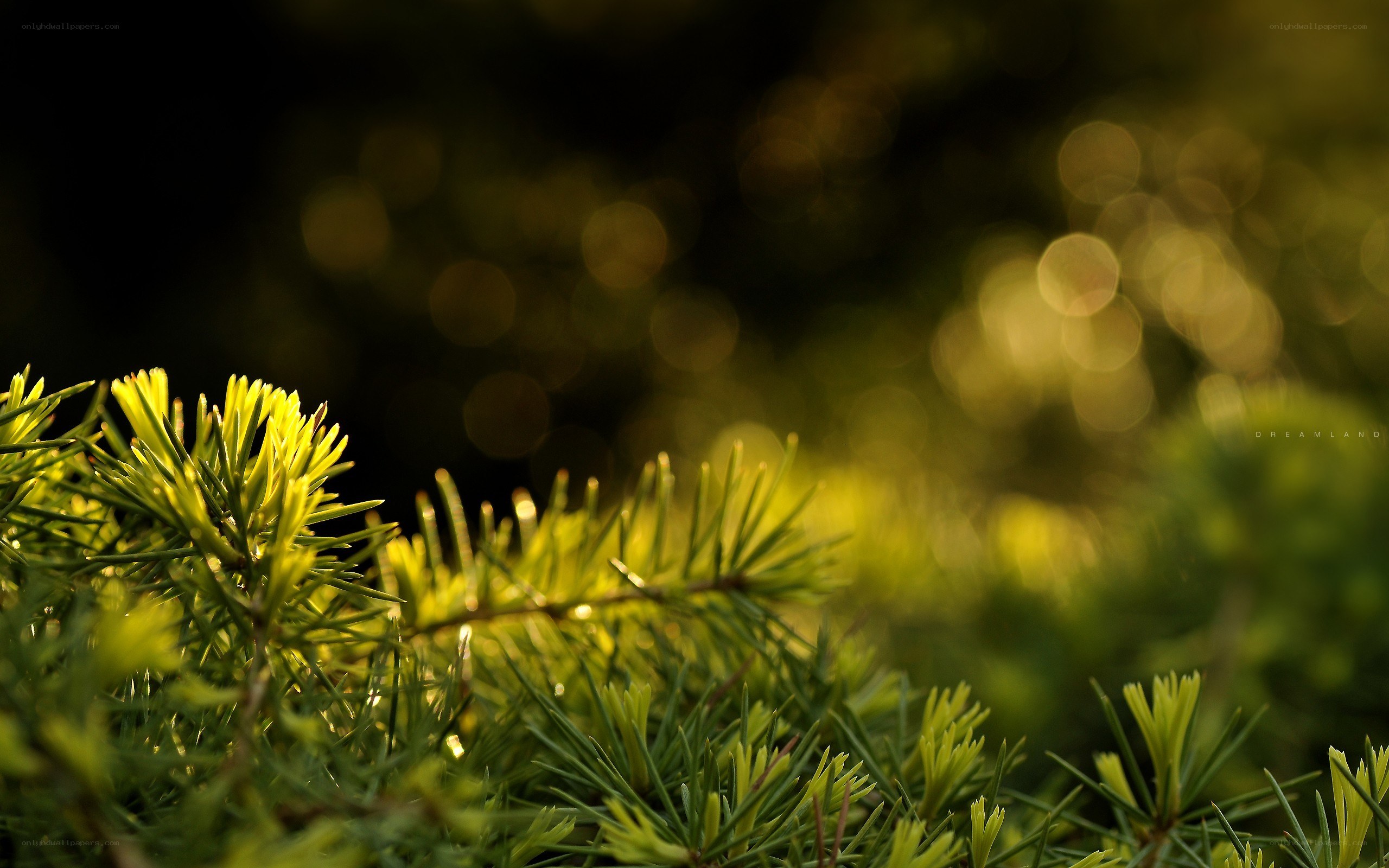 Sunlit pine needles in soft focus