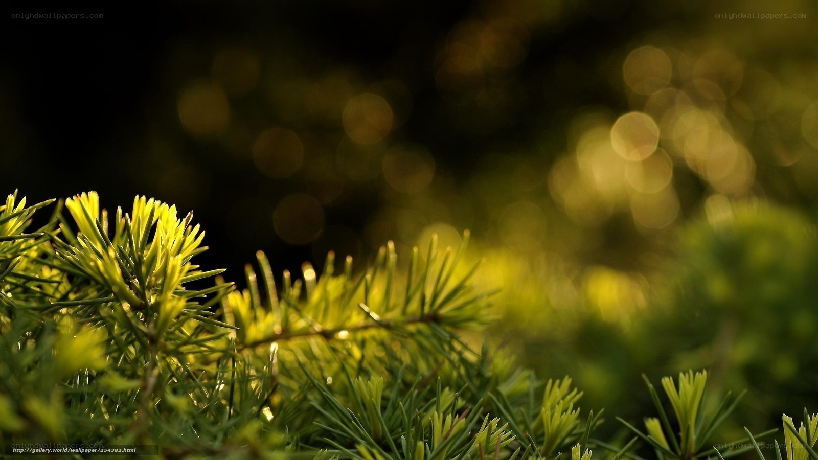 Sunlit pine needles
