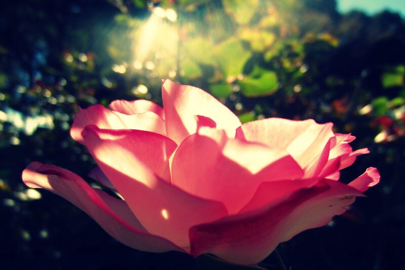 Sunlit pink rose in garden