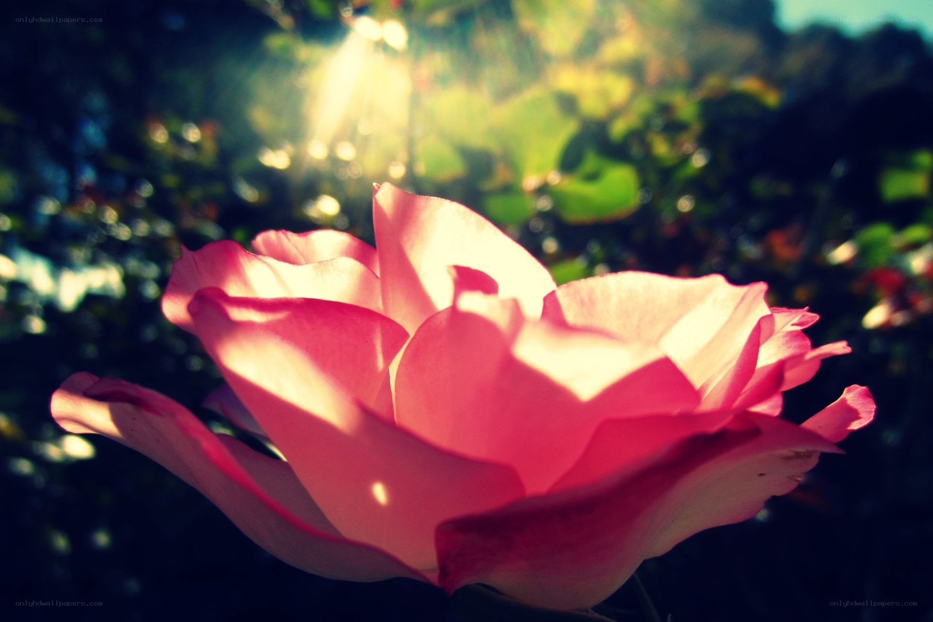 Sunlit pink rose in garden