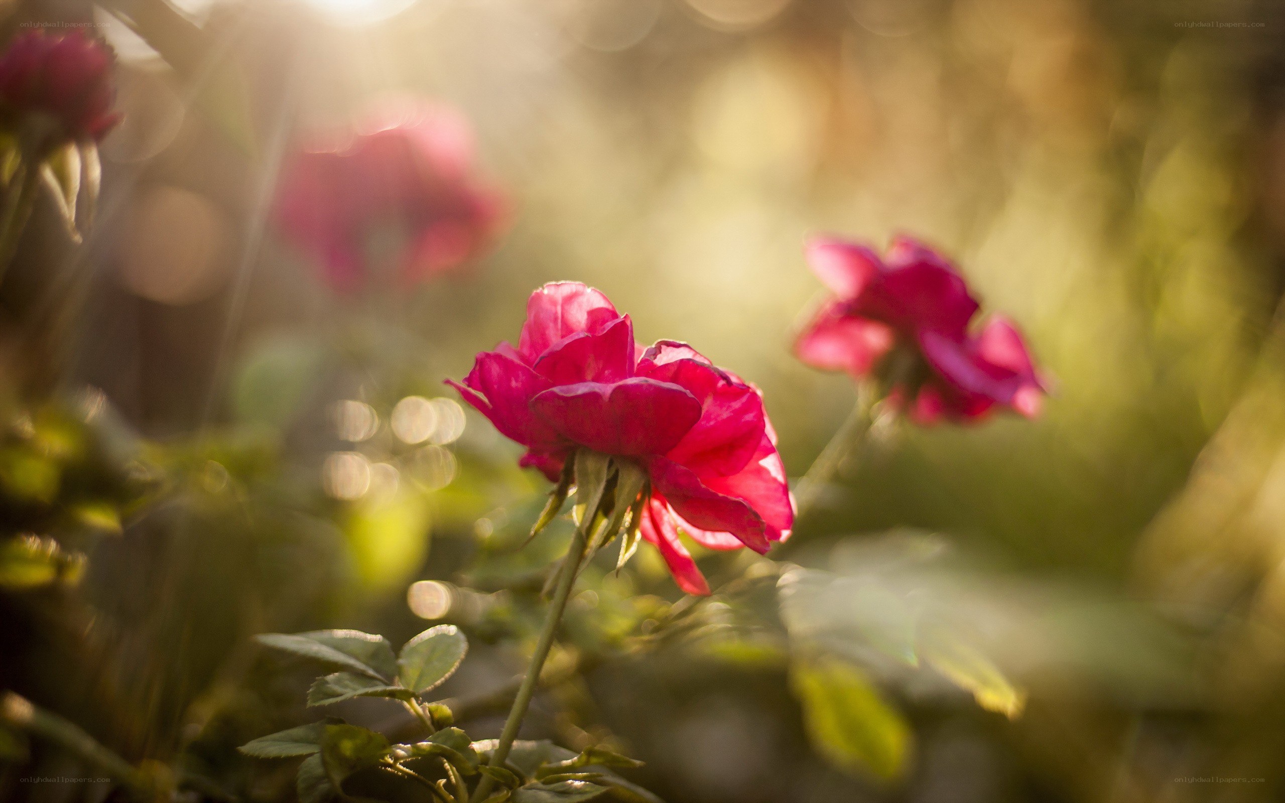 Sunlit pink roses in garden