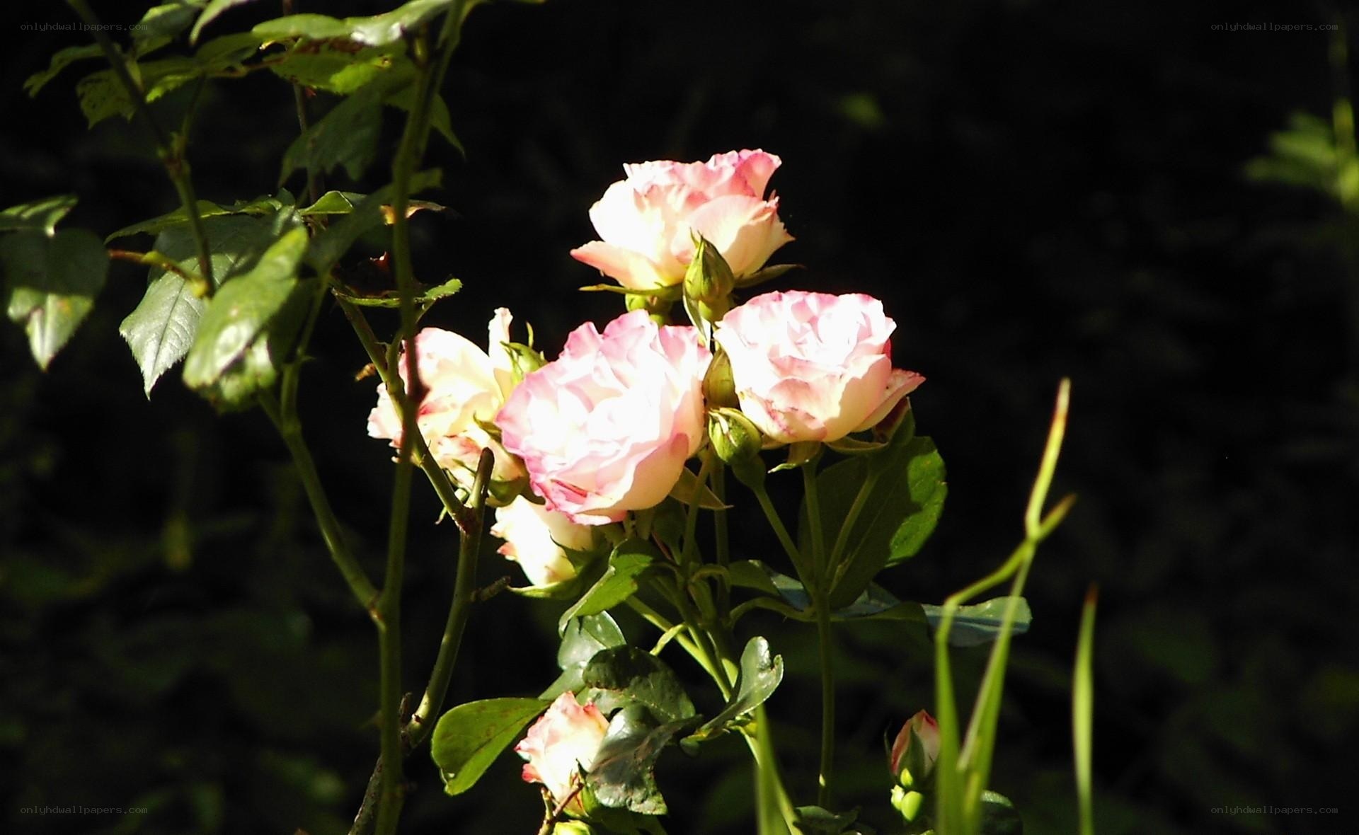Sunlit pink roses in garden