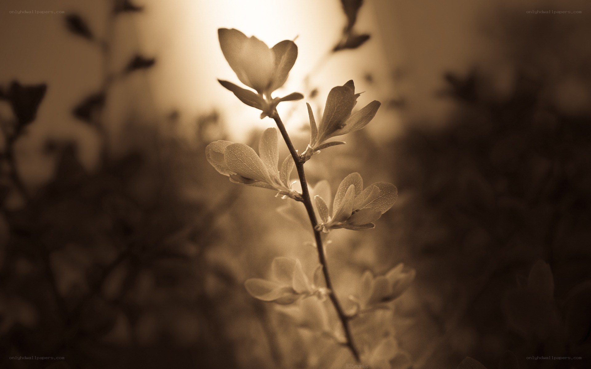 Sunlit plant branch