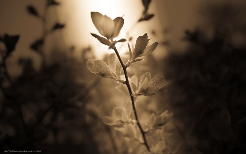Sunlit plant branch