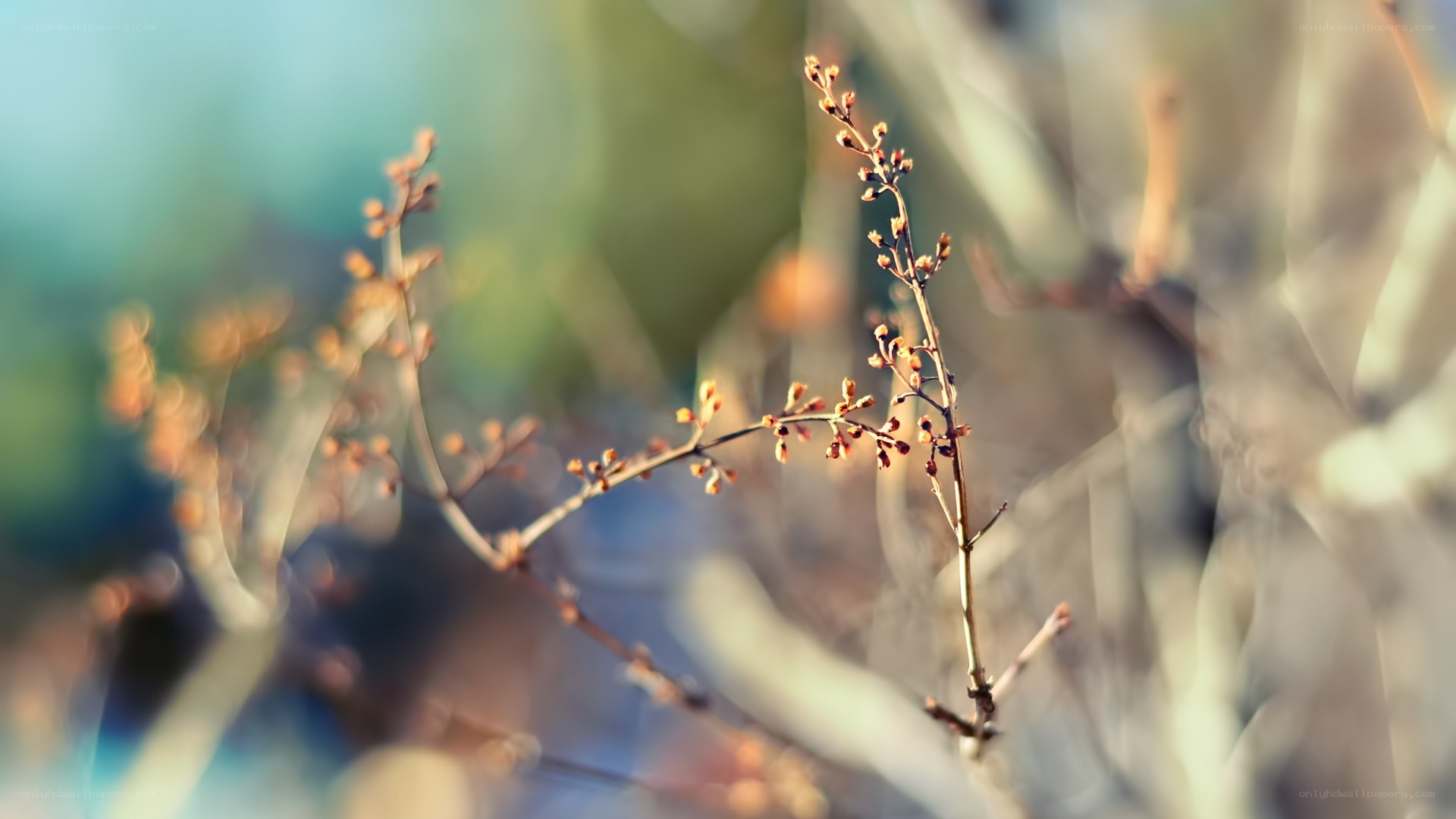 Sunlit plant buds in focus