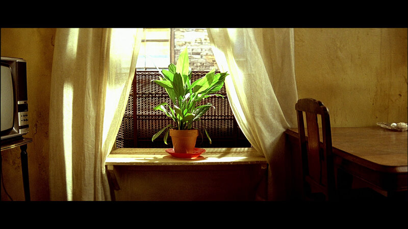 Sunlit plant by window