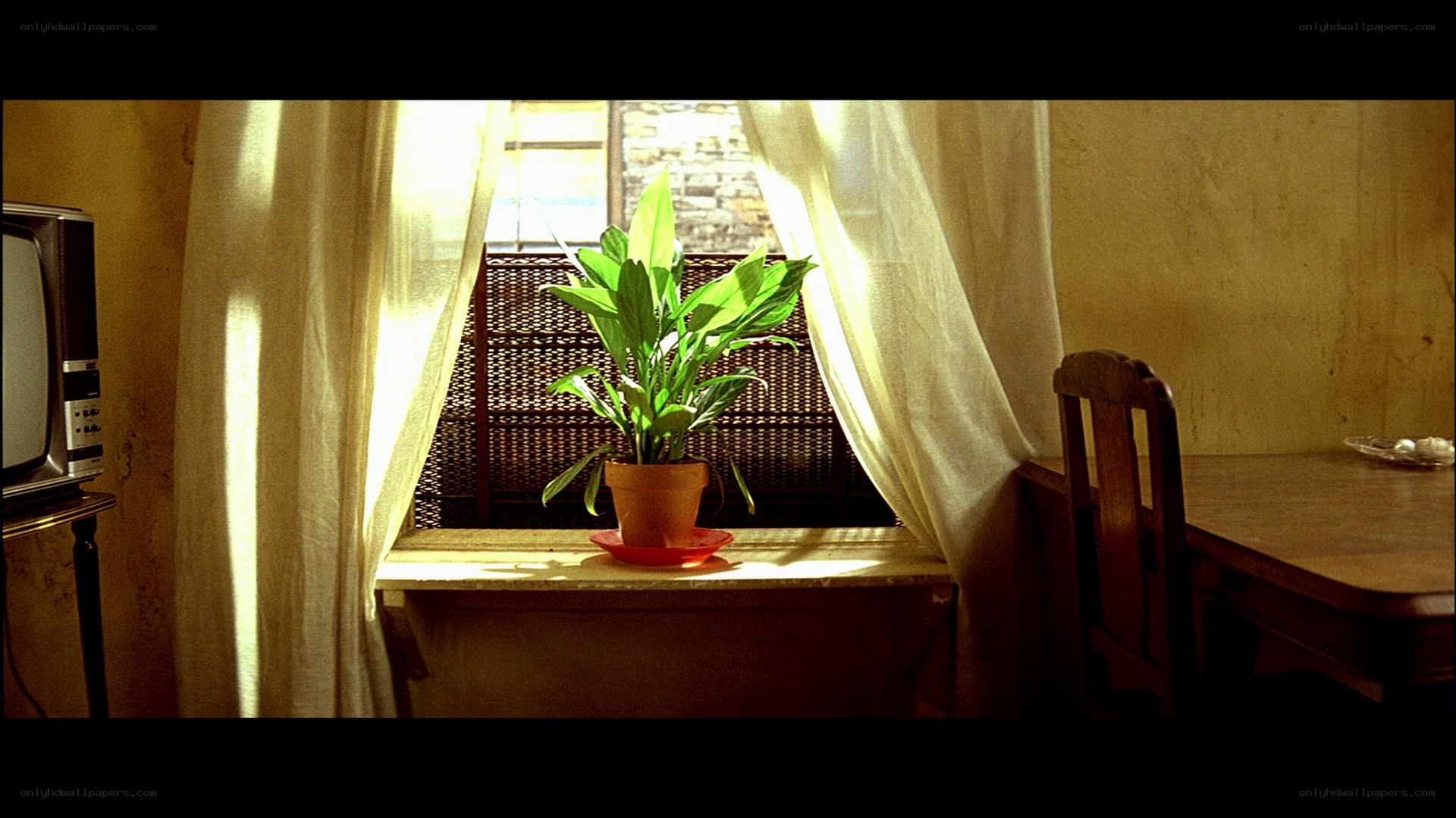 Sunlit plant by window