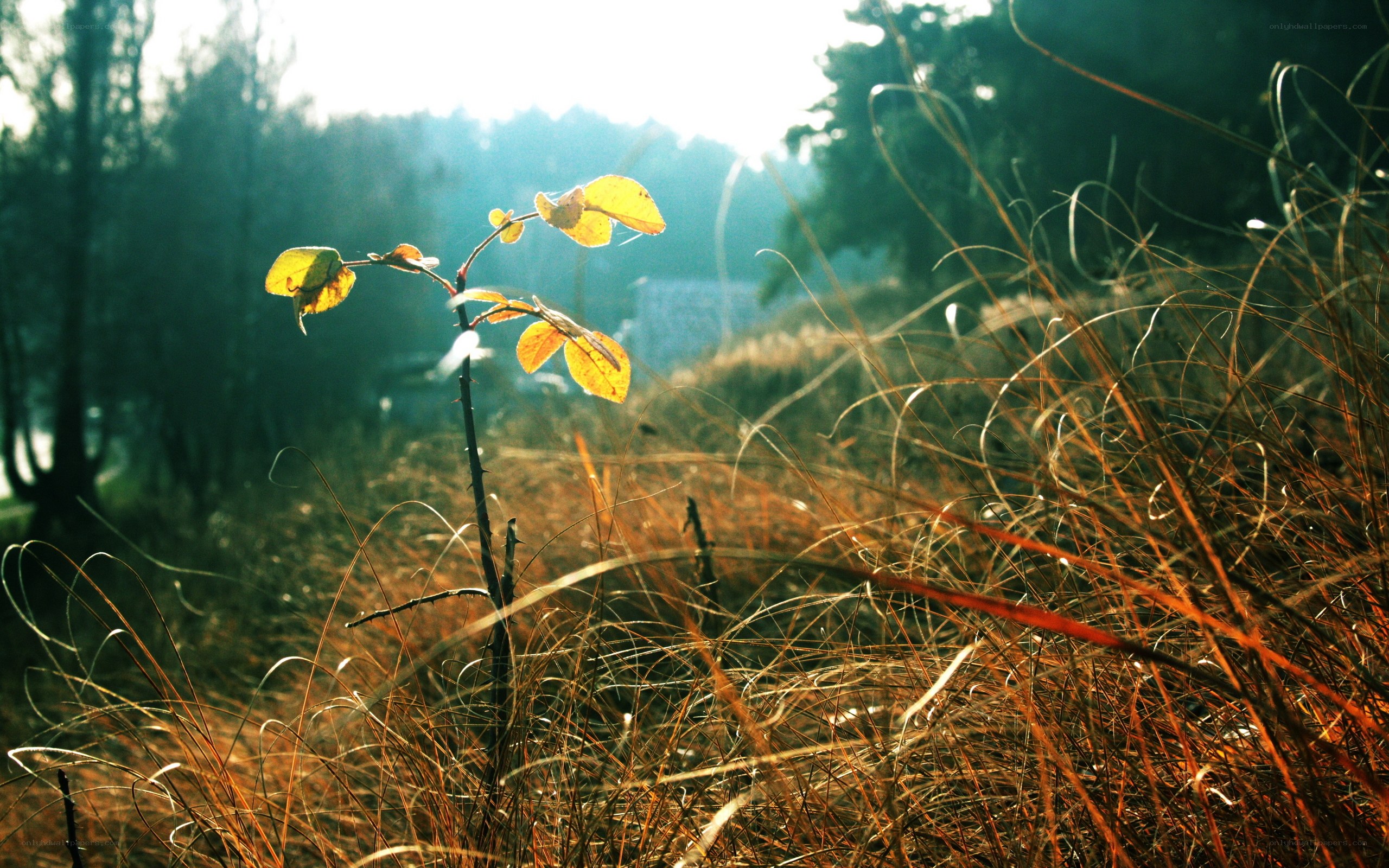 Sunlit plant in golden grass