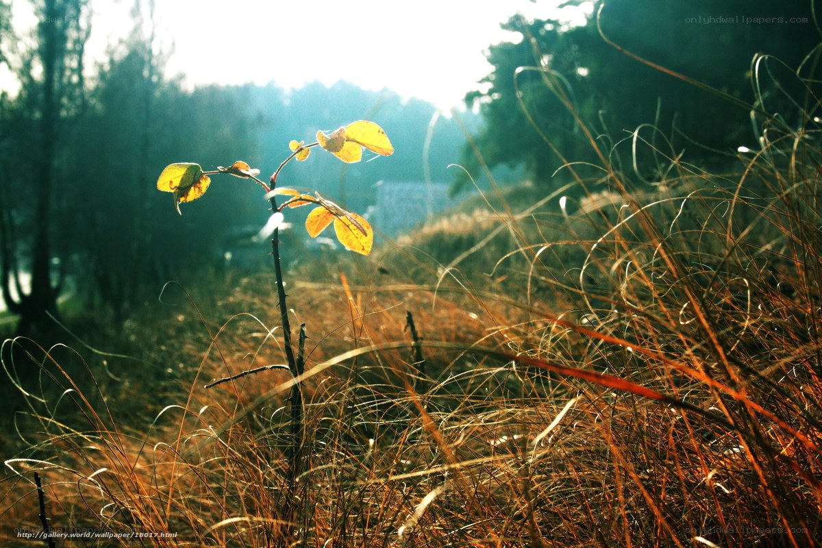 Sunlit plant in golden grass