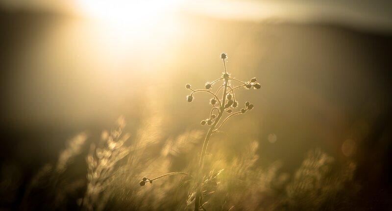 Sunlit plant in golden light