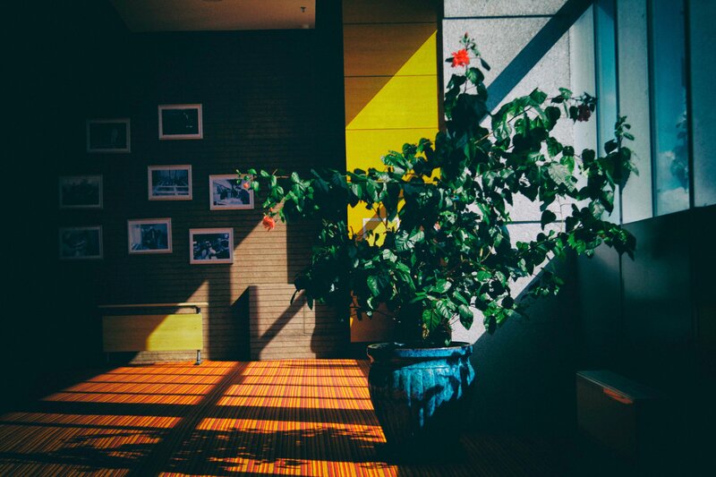 Sunlit plant in modern hallway