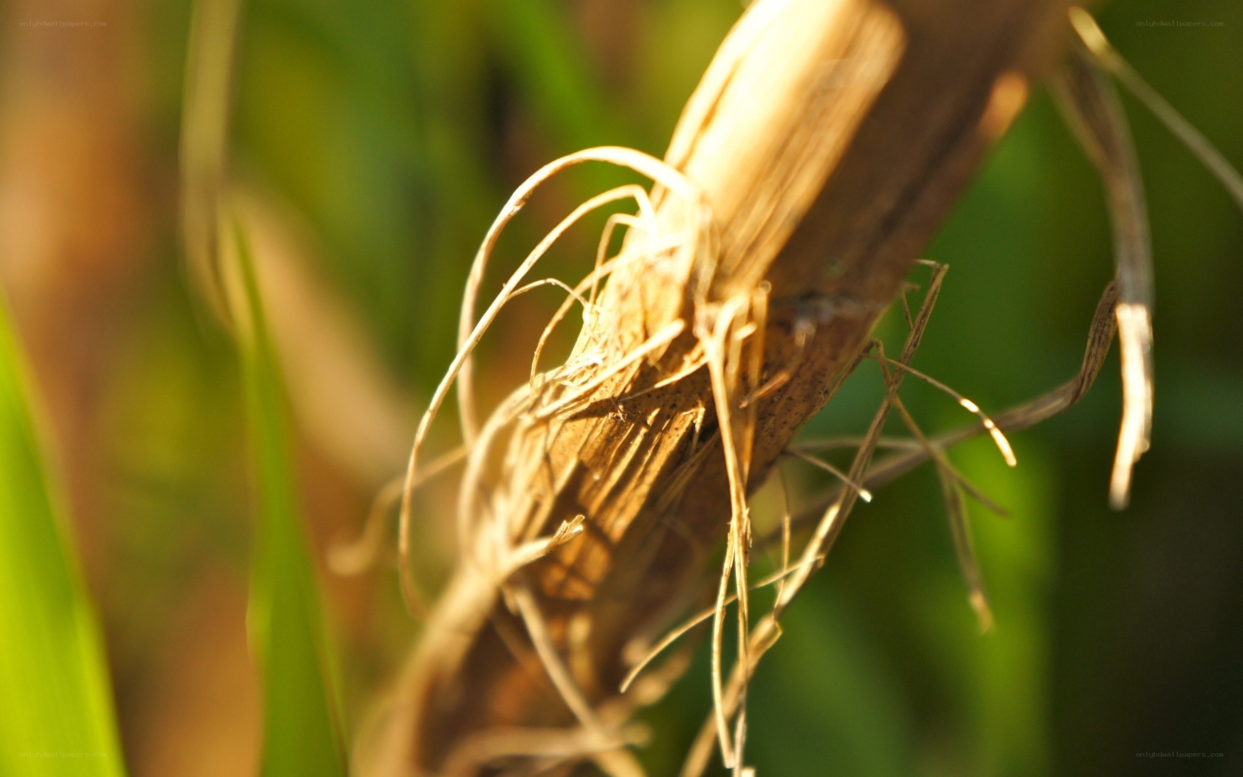 Sunlit plant stem close-up