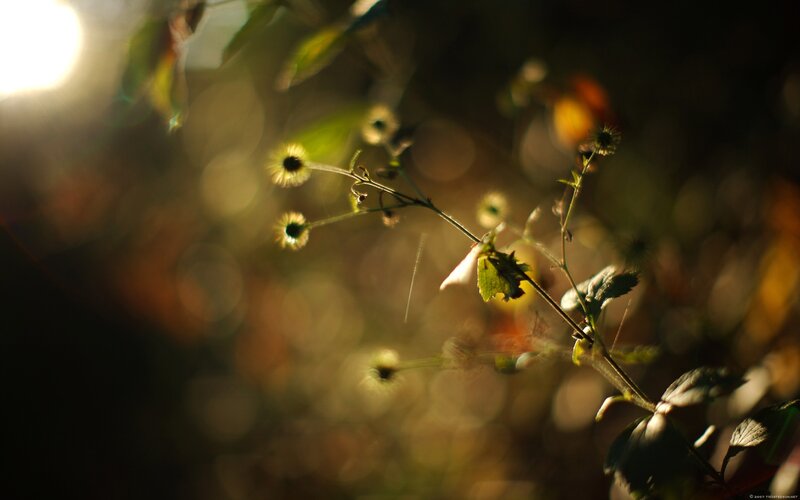 Sunlit Plant Stems — Green