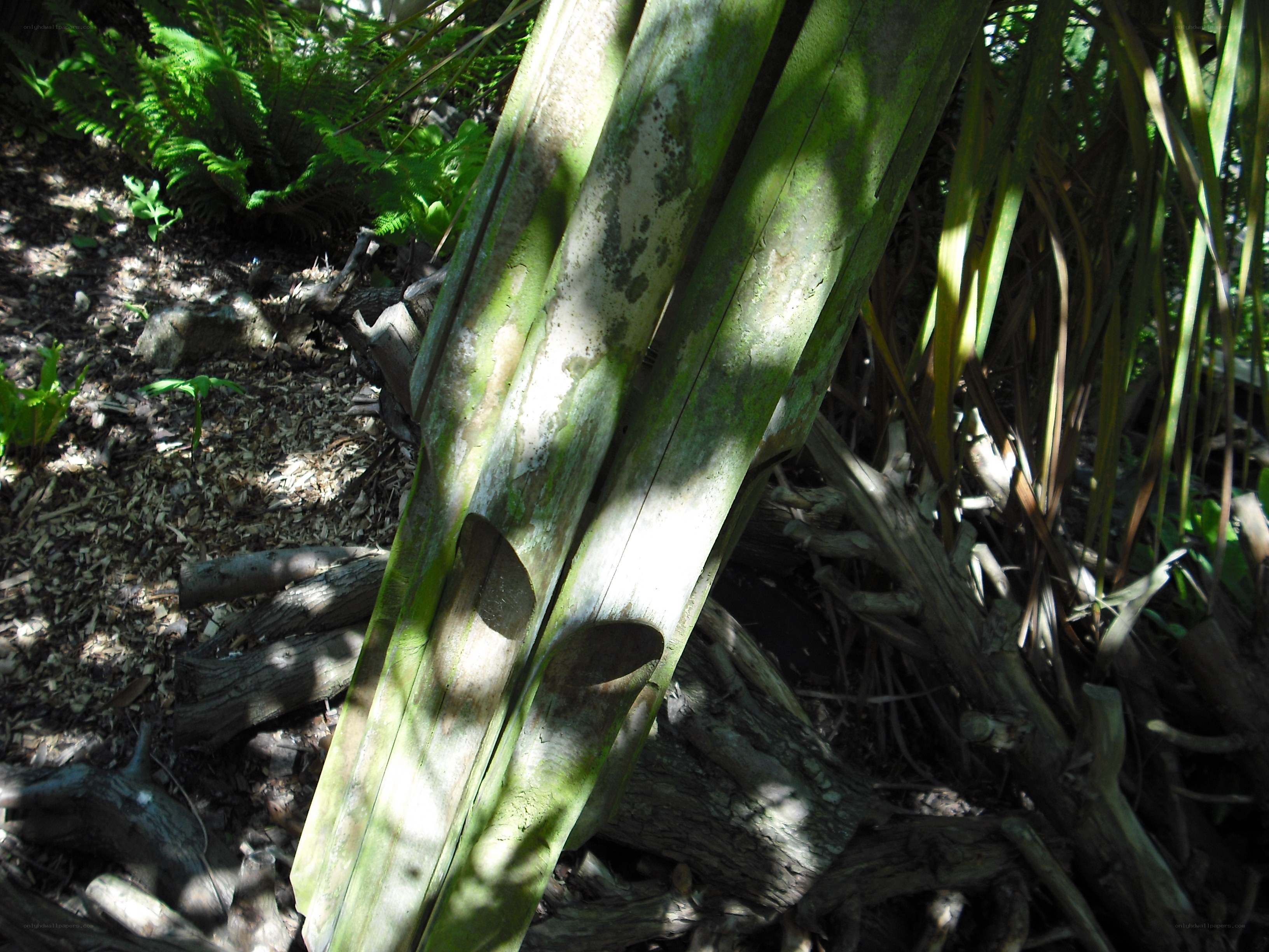 Sunlit plant stems in forest
