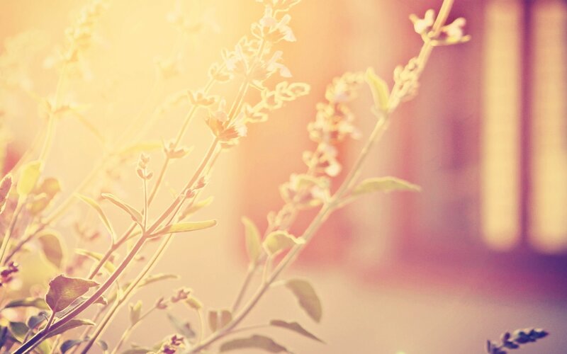 sunlit plant stems