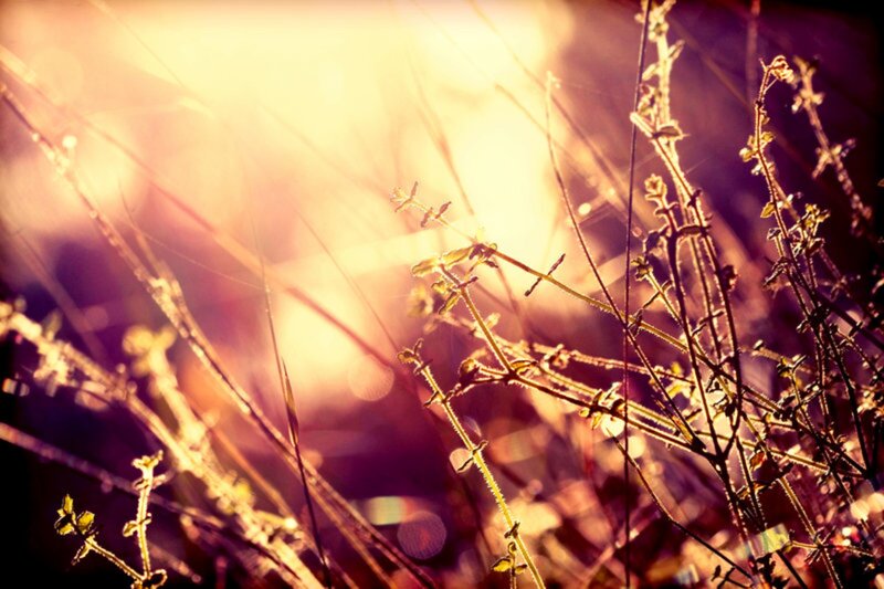 Sunlit Plant Stems — Yellow