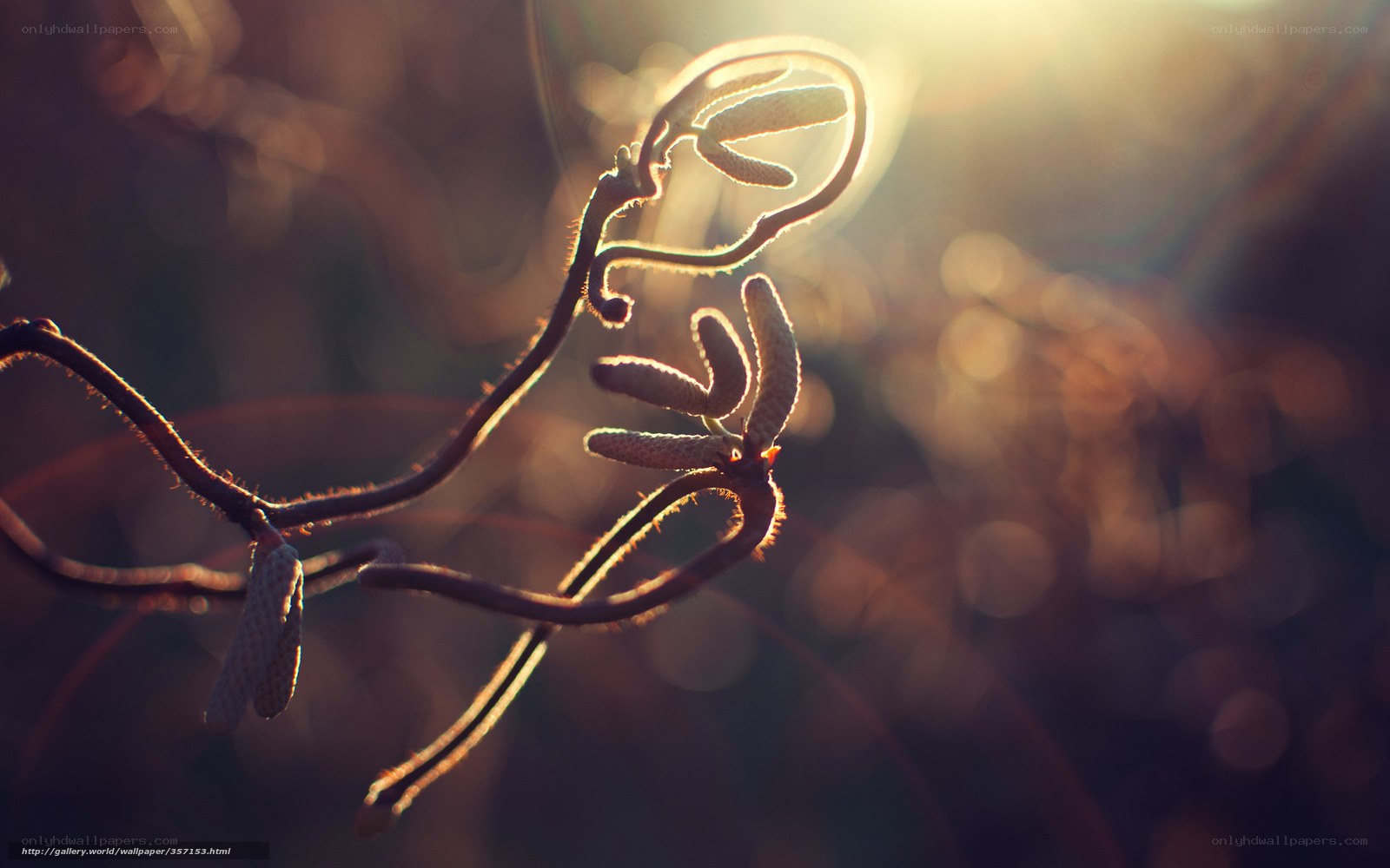 Sunlit plant tendrils
