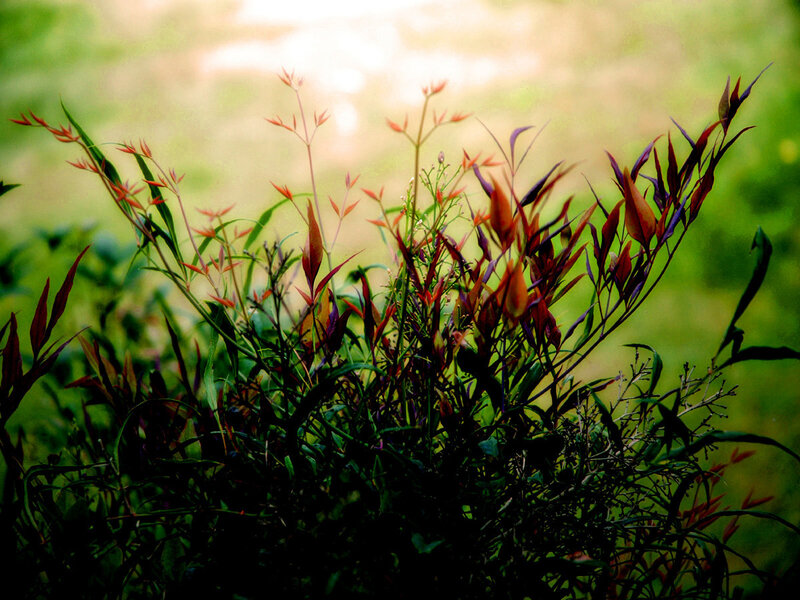 Sunlit plants with red leaves