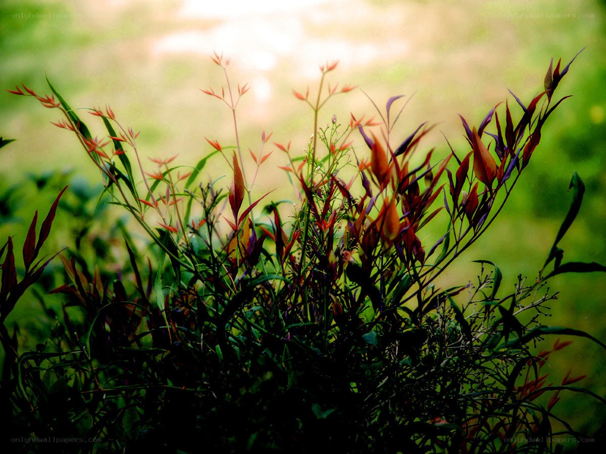 Sunlit plants with red leaves