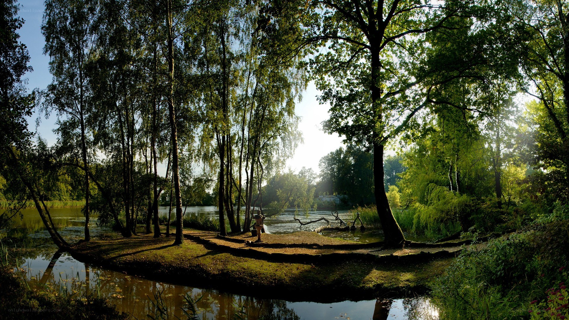 Sunlit pond in a forest