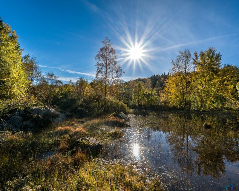 Sunlit Pond in Forest — Blue