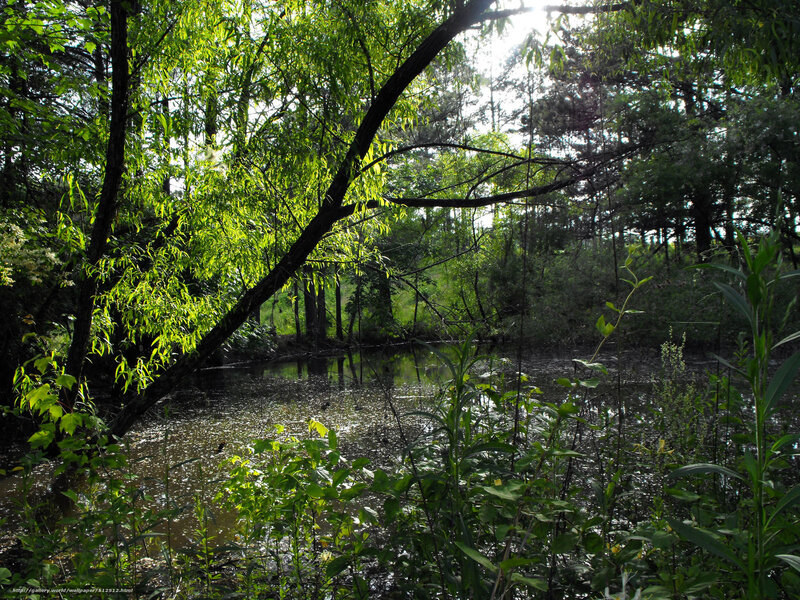Sunlit pond in forest