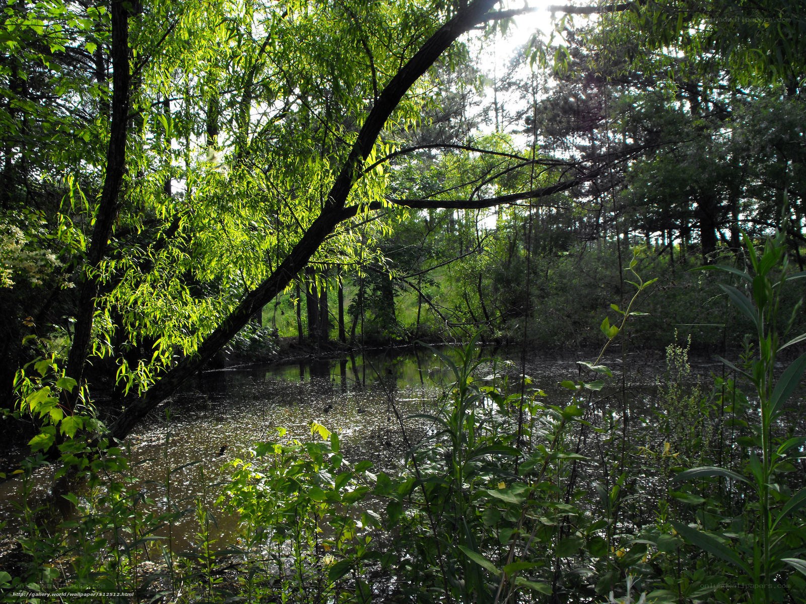 Sunlit pond in forest