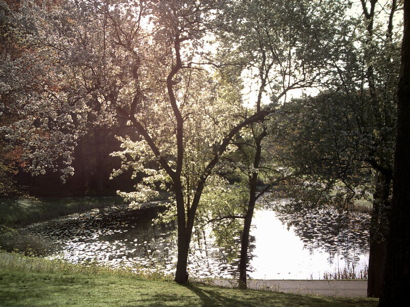 Sunlit pond with blooming trees