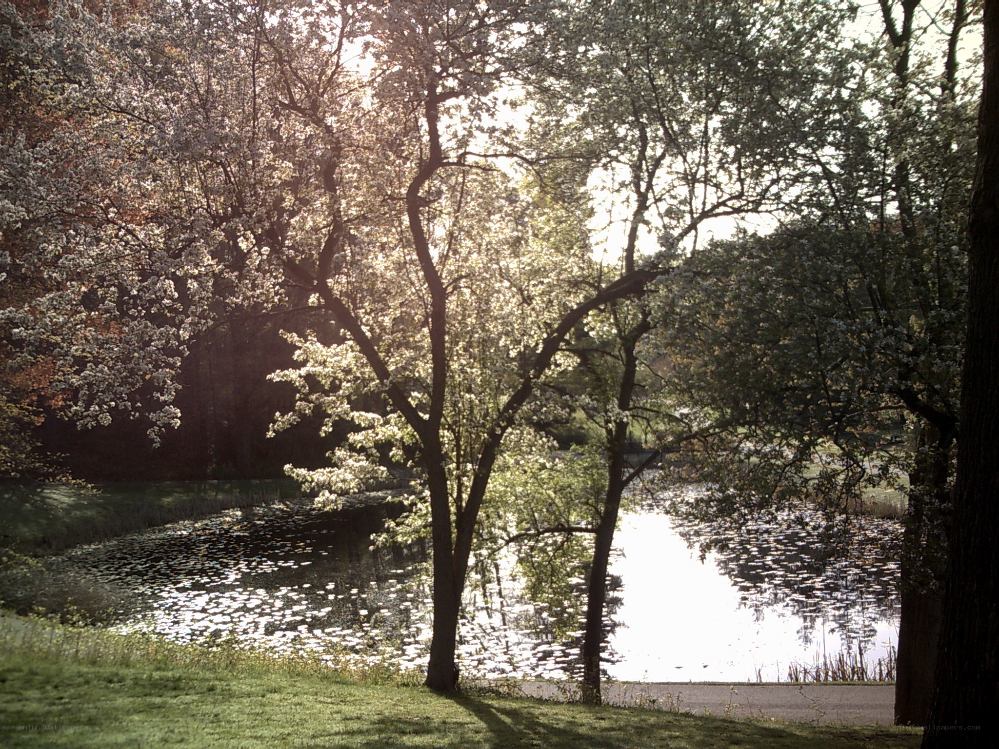 Sunlit pond with blooming trees