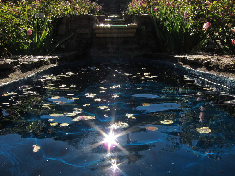 Sunlit Pond with Lily Pads