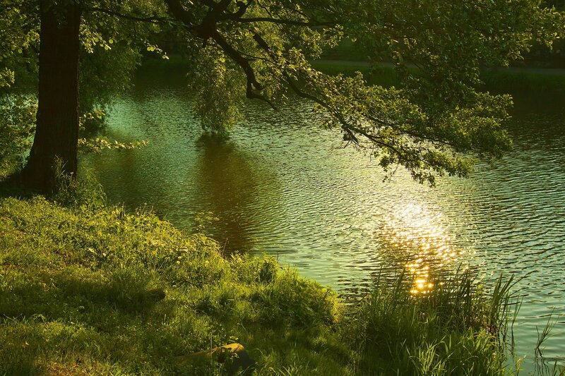 Sunlit Pond with Trees — Green