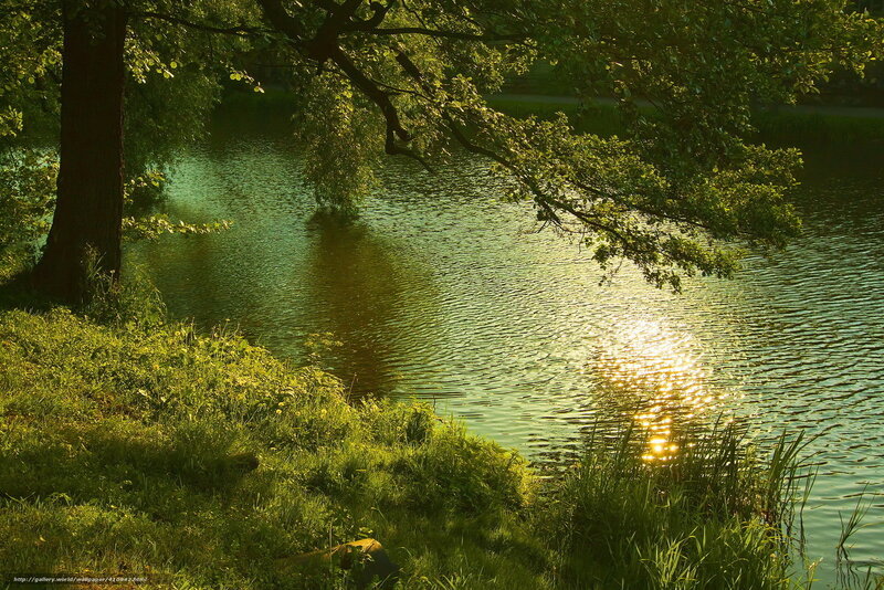 Sunlit Pond with Trees