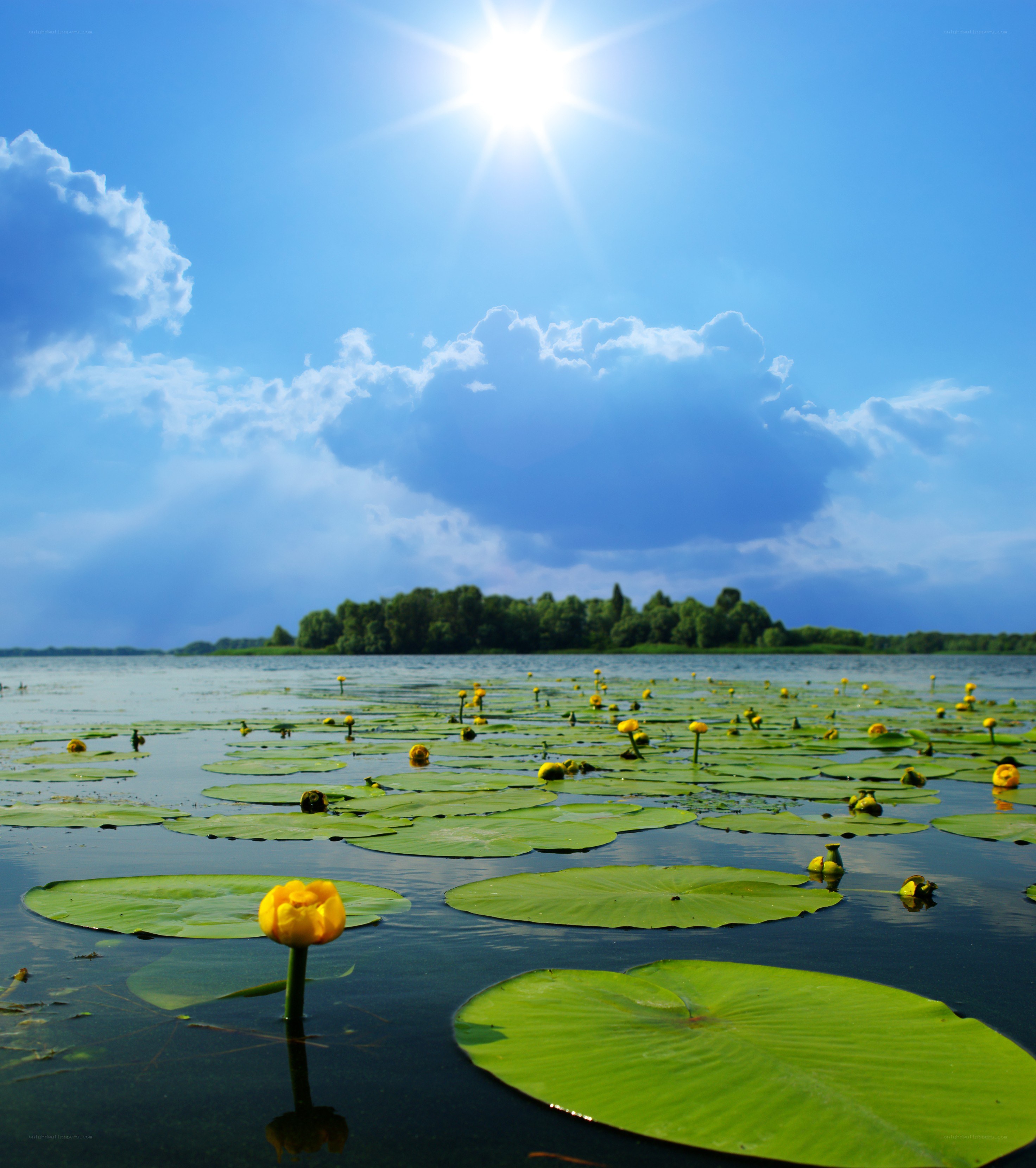 Sunlit pond with yellow flowers