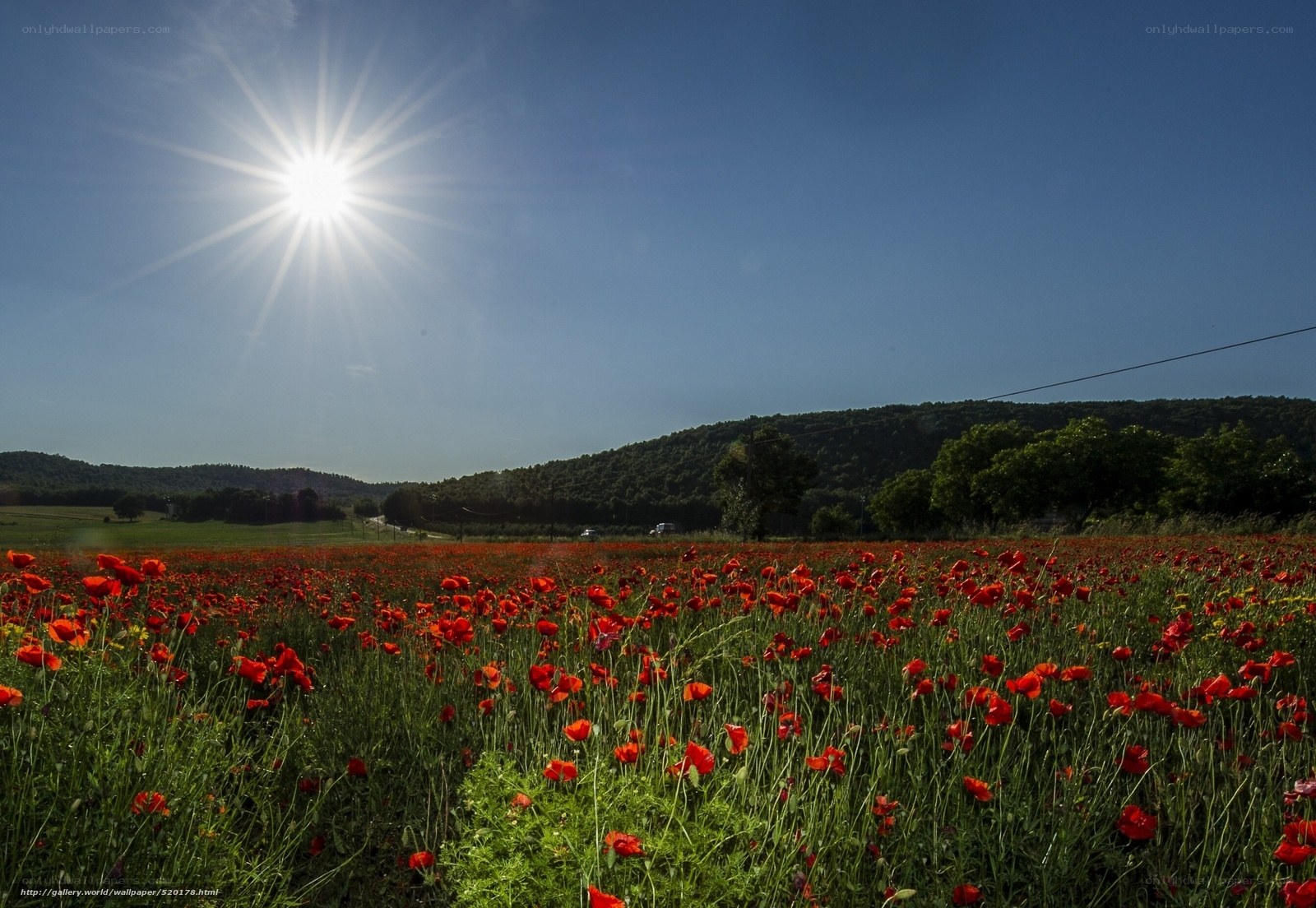 Sunlit poppy field