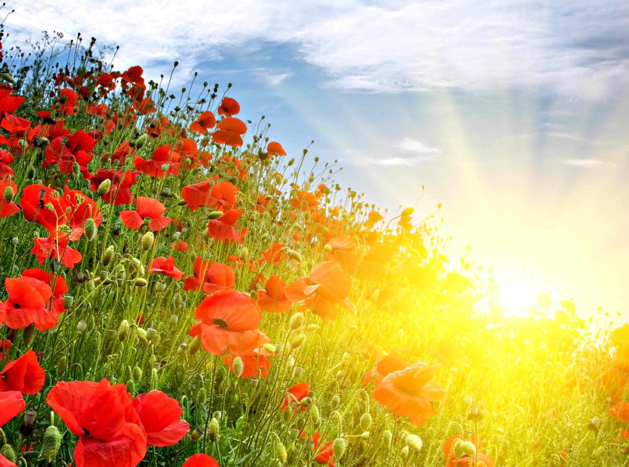 Sunlit poppy field