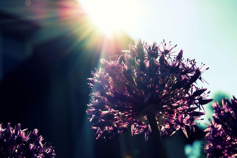 Sunlit purple flower bloom