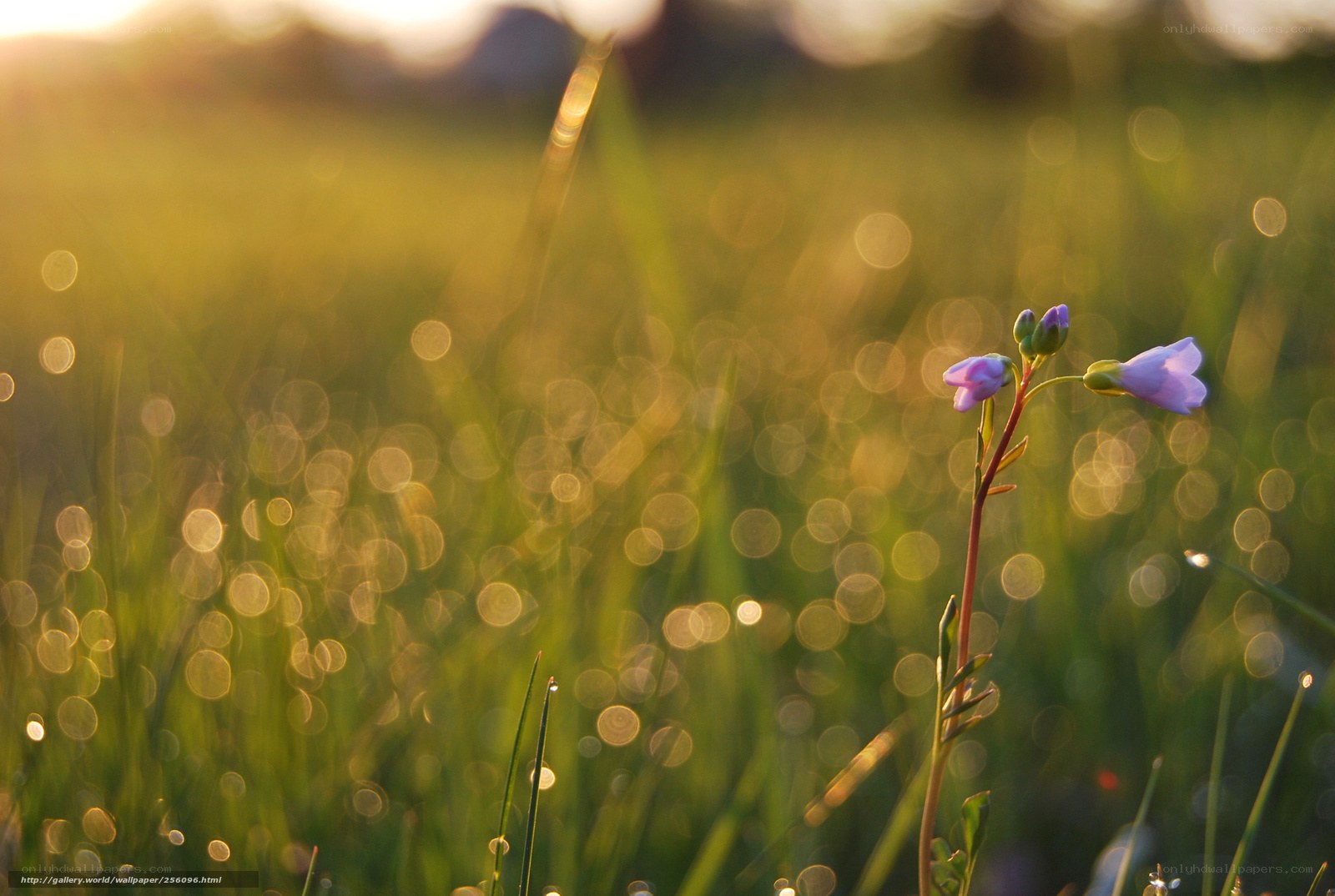 Sunlit purple flower in grass